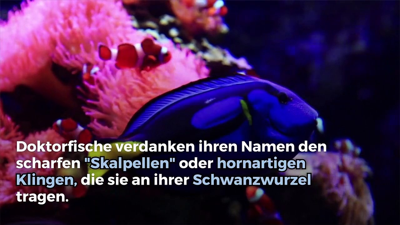 Alles über den blauen Doktorfisch