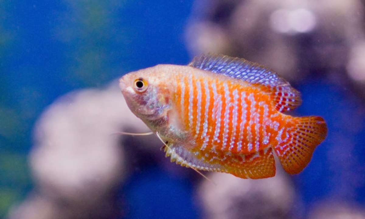 Alles über den Zwergfadenfisch
