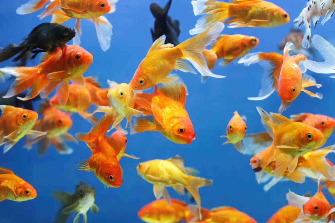 Alles über Süßwasserfische