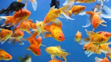 Alles über Süßwasserfische