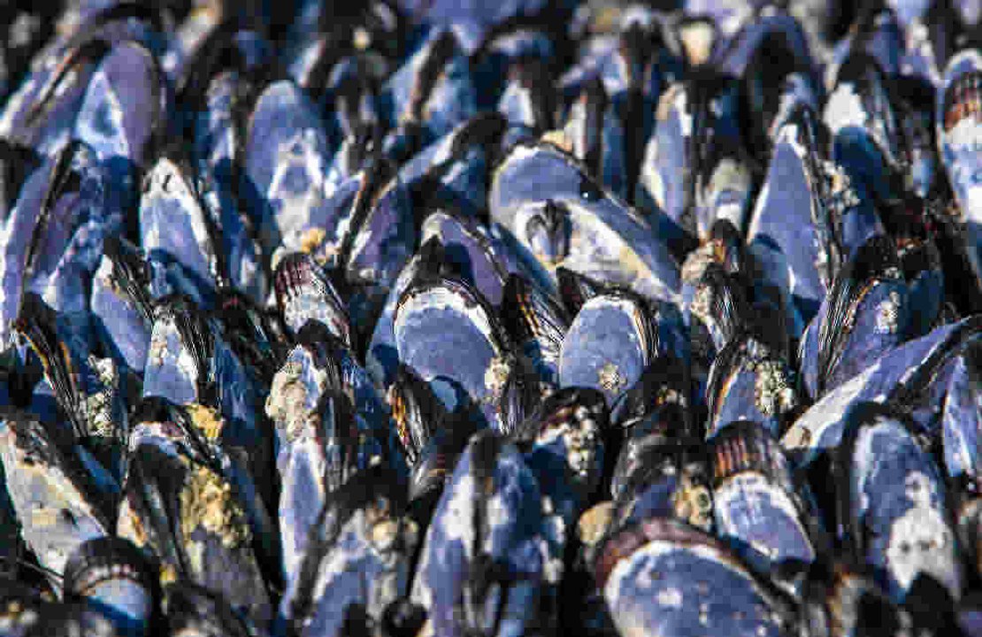 Alles über Miesmuscheln