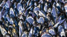 Alles über Miesmuscheln