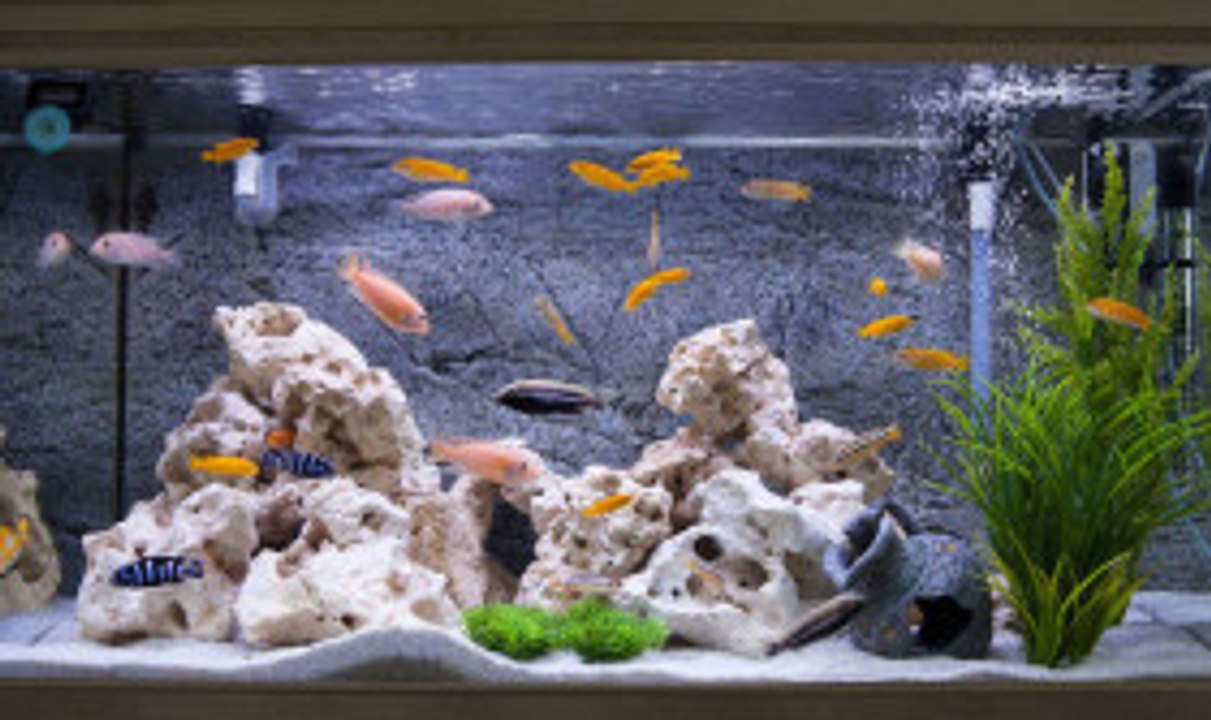 Kriterien für das Zusammenleben von Fischen in Aquarien