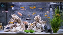 Kriterien für das Zusammenleben von Fischen in Aquarien