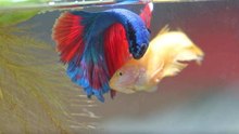 Die häufigsten Krankheiten bei Aquarienfischen