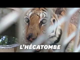 En Thaïlande, 86 tigres rescapés du "Temple des Tigres" en 2016 sont morts