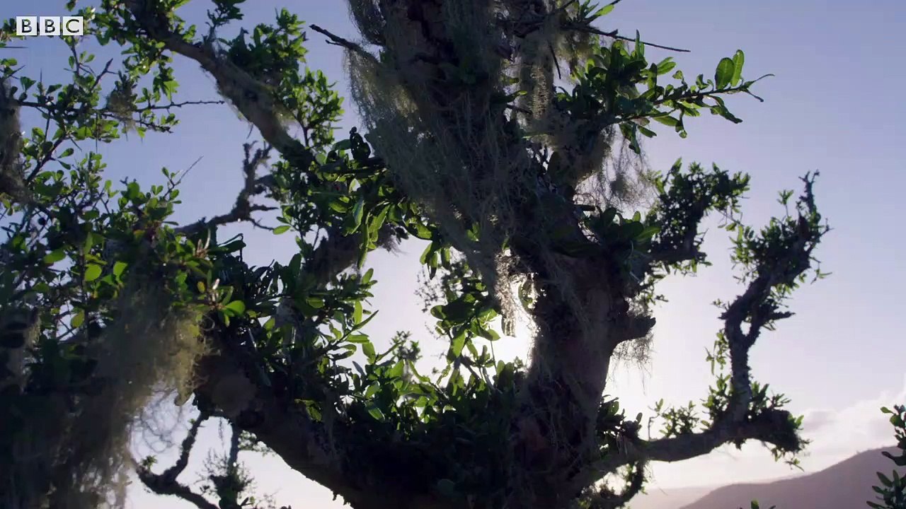 Giraffe's Blue Tongues - Wild Lands- South Africa - BBC Earth