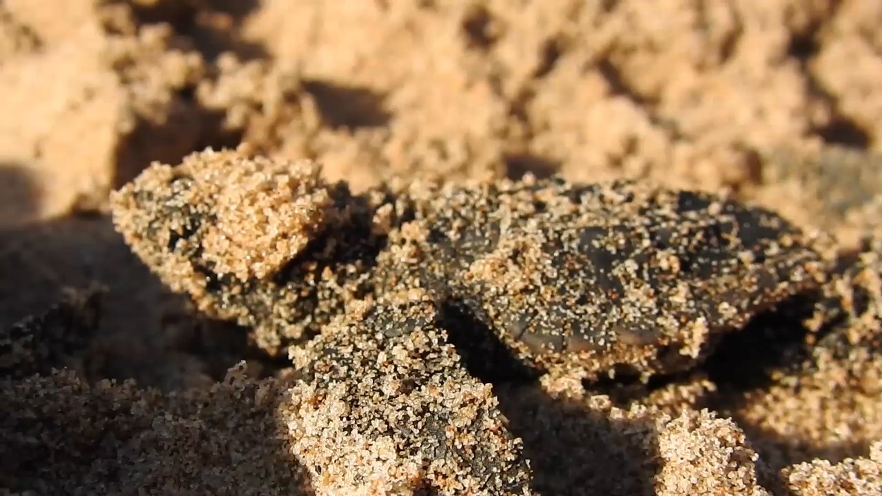 Nacen las 50 tortugas boba custodiadas de El Saler