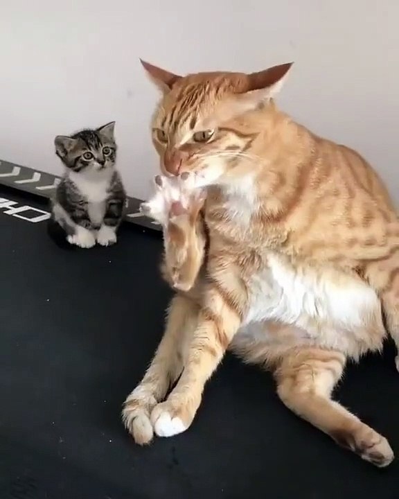 Ce chat détient une façon bien particulière pour faire sa toilette... Quand il s'y met tout le monde reste scotché
