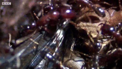 Male Ant Pulls Off Own Wing to Mate with Queen - Natural World- Ant Attack - BBC Earth