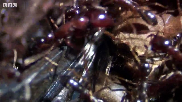 Male Ant Pulls Off Own Wing to Mate with Queen - Natural World- Ant Attack - BBC Earth