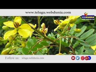 Telugu Health Tips| Health Benefits of Sonamukhi plant | Indian Senna