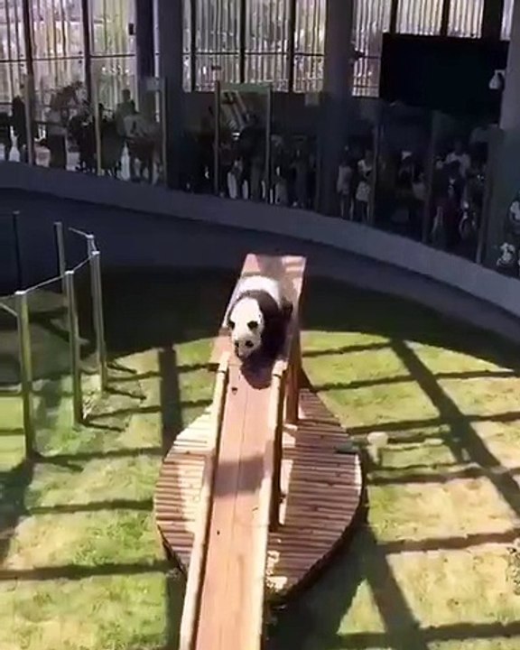 Un panda découvre le plaisir du toboggan... C'est de la folie 