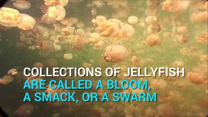 Jellyfish - Facts about jellyfish