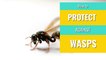 Wasps - How to protect against wasps