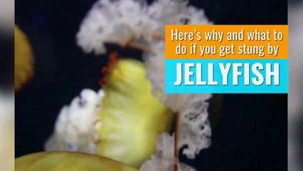 Jellyfish - Here’s what to do if you get stung by a jellyfish