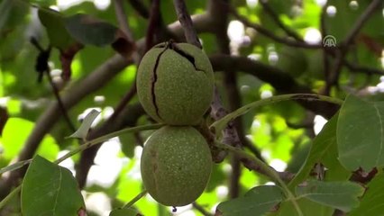 "Ceviz diyarı" Oğuzlar'da yüksek verim beklentisi