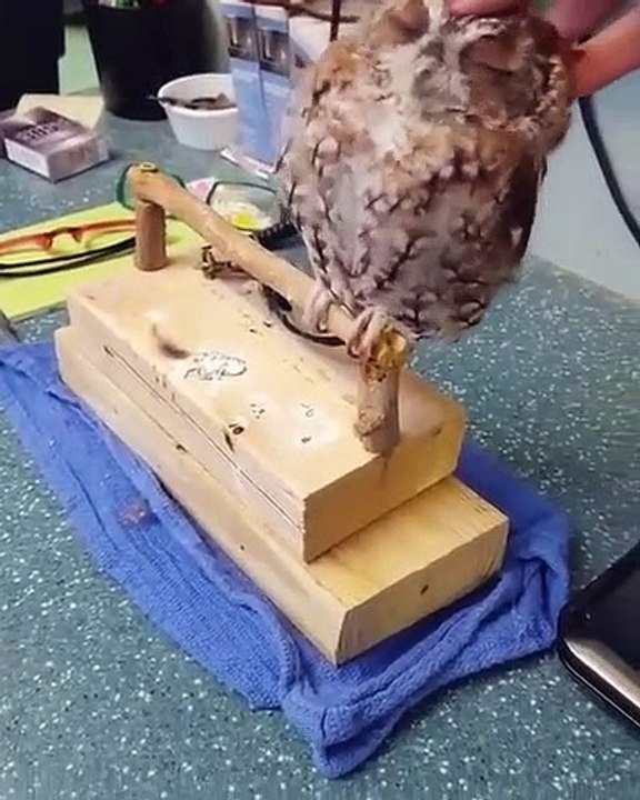 Voici un hibou qui est accro aux caresses jusqu'à perdre le nord