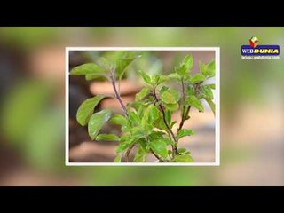 Amazing Health Benefits of Holy Basil or Tulasi in Telugu || తులసిలో దాగున్న ఆరోగ్య రహస్యాలు