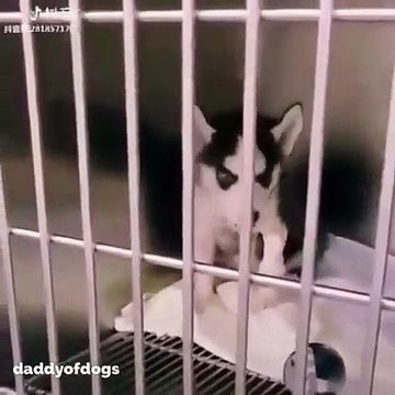 Ce chien lâche des cris comme des humains... Trop drôle