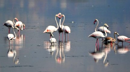Flamingolar kışı geçirmek için Hersek'e geldi