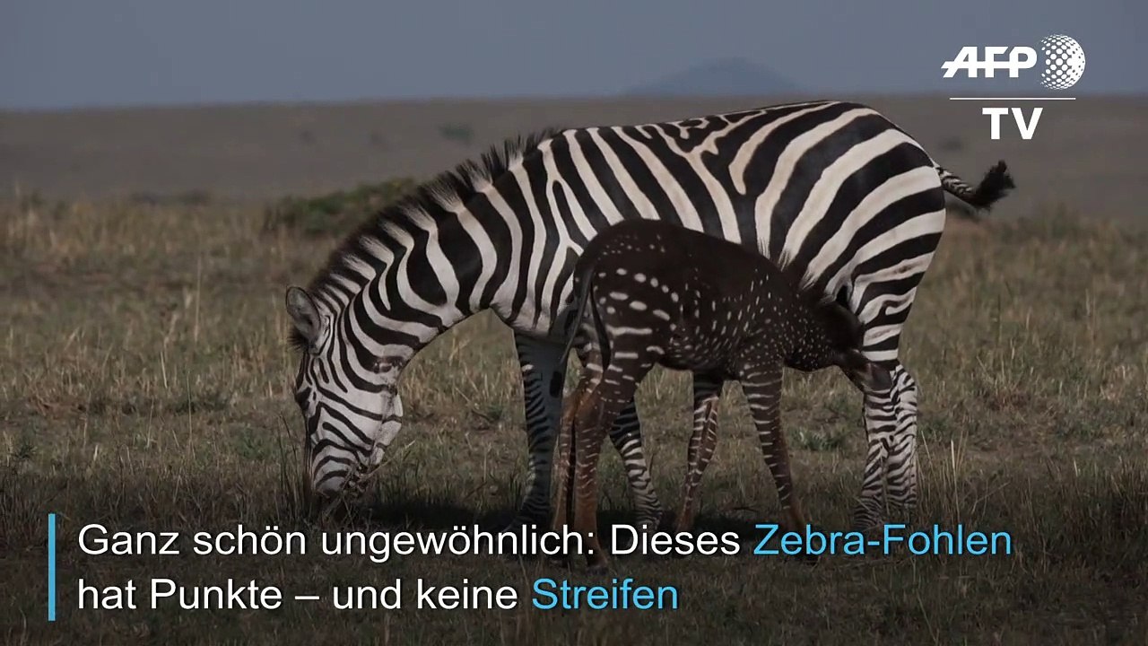 Gepunktetes Zebra lockt Touristen in Scharen