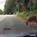 Amazing ! Un bébé gazelle découvre la route pour la premiére fois sous le regard protecteur de sa maman