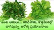 Health Benefits of Curry Leaves and Coriander leaves