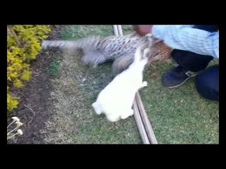 देखें तेंदुए का बच्चा कैसे करता है शिकार