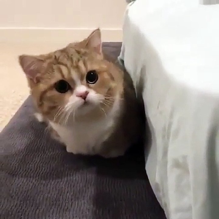 Ce chat est un grand peureux... Regardez ce qui l'effraye 