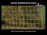 Injured Leopard In Zoological Museum l जख्मी तेंदुआ प्राणी संग्रहालय में