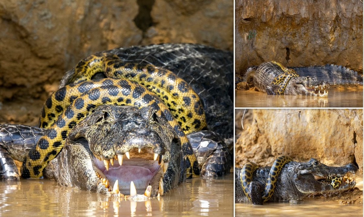 Duelo a muerte de reptiles entre un caimán y una anaconda por una cuestión de "lindes"