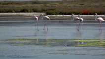 Yalova flamingolar kışı geçirmek için altınova'ya geldi