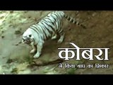 कोबरा ने किया बाघ का शिकार