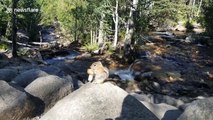 'I have never seen that!' Wild chipmunk gorges on mushroom in US national park