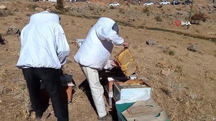 Van'da verimli bal hasadı başladı