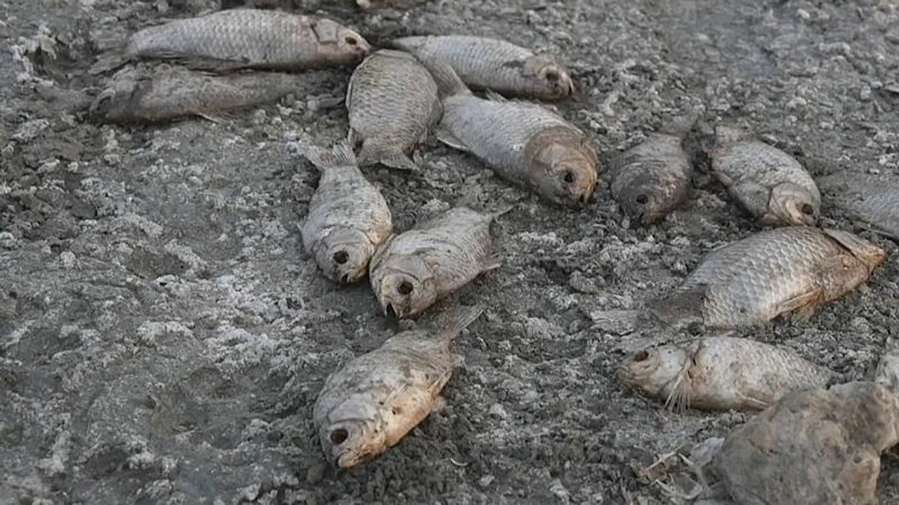 Griechenland: Fischsterben am Koroneia-See