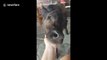 Adorable calf that 'thinks he's a dog' appreciates chin scratches