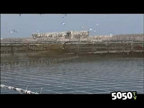 Elevage de saumons à Cherbourg