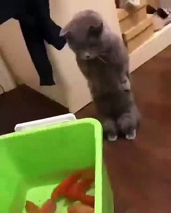 Ce chat est terrorisé de découvrir des poissons trop grands pour lui