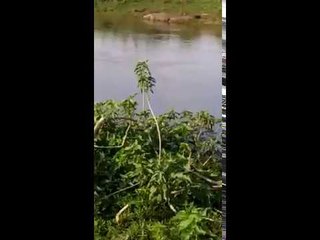 ದಾವಣಗೆರೆ ಜಿಲ್ಲೆಯ ದೇವರ ಬೆಳಕೆರೆ ಡ್ಯಾಂನಲ್ಲಿ ಮೊಸಳೆಯೊಂದು ಪತ್ತೆ