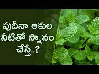 Health benefits on mint leaves
