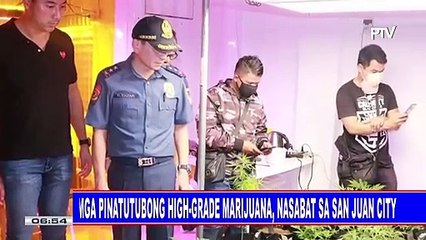 Mga pinatutubong high-grade marijuna, nasabat sa San Juan City