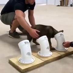 En plein apprentissage, découvrez ce chien policier qui flaire la cocaïne