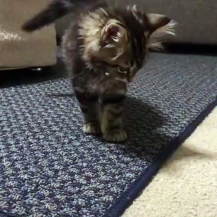 Regarder l'étonnante réaction de ce joli chat ... Vous allez pleurer de rire 