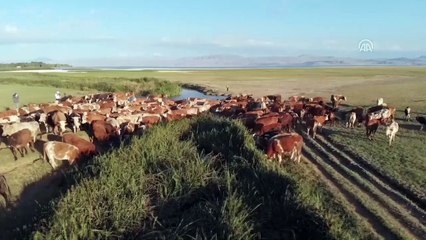 Doğu'da besicilerin zorlu mesaisi - VAN