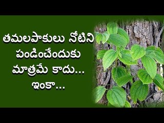 తమలపాకుల ద్వారా కలిగే ఆరోగ్య ప్రయోజనాలు || Betel amazing health benefits
