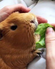 Voici un cochon d'inde qui raffole de laitue, il vous mettra l'eau à la bouche 