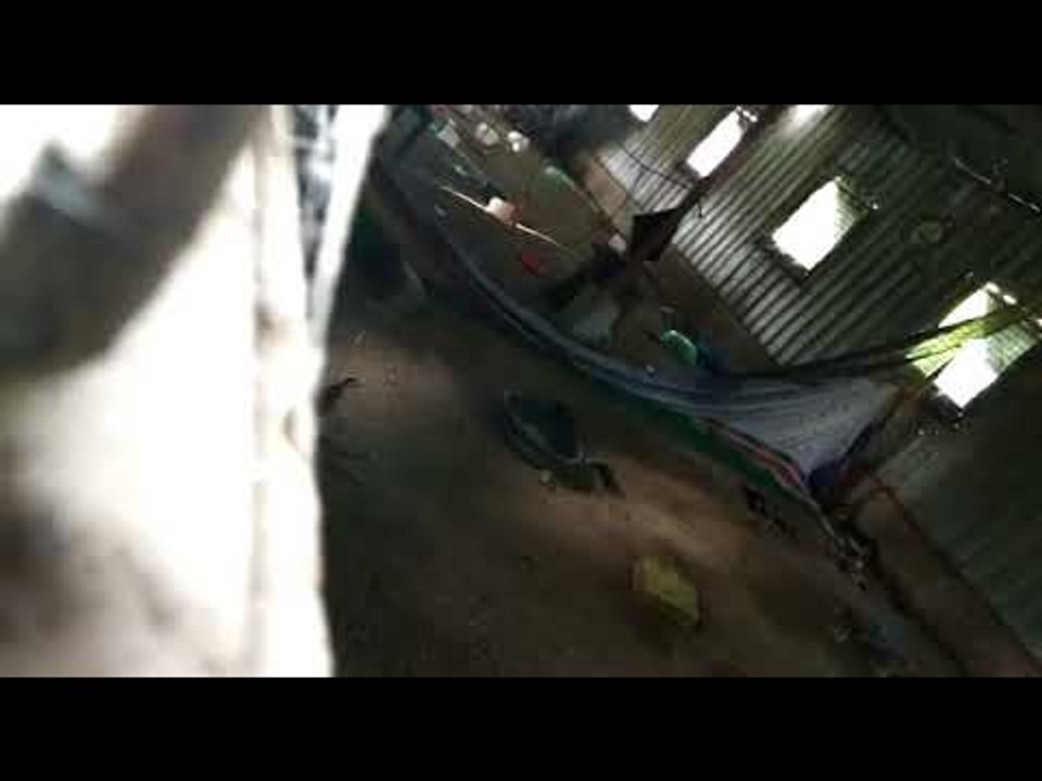 Leopard appeared in the chicken farm