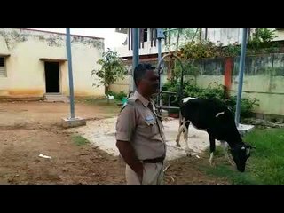 Protection of illegally transported animals